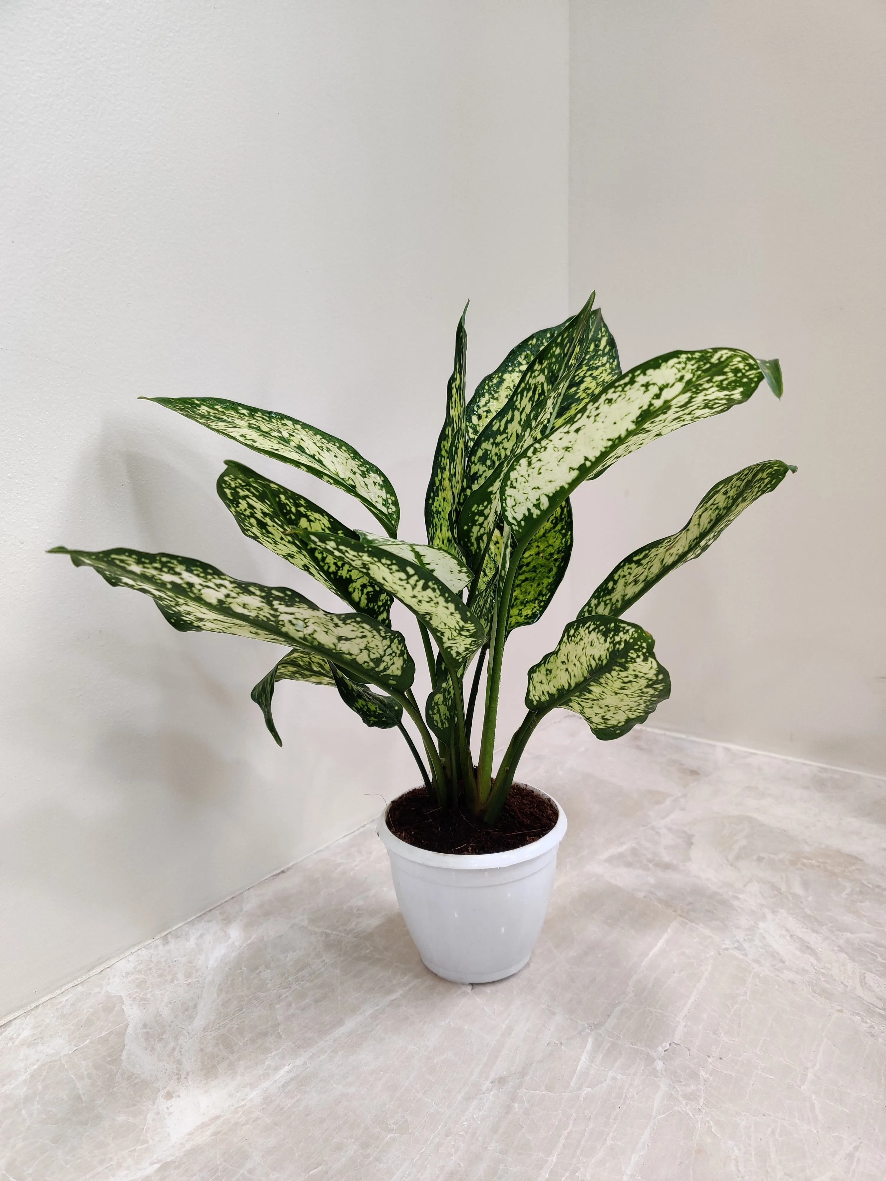 Aglaonema Snow White Small  Plant