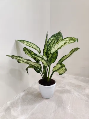 Aglaonema Snow White Small  Plant