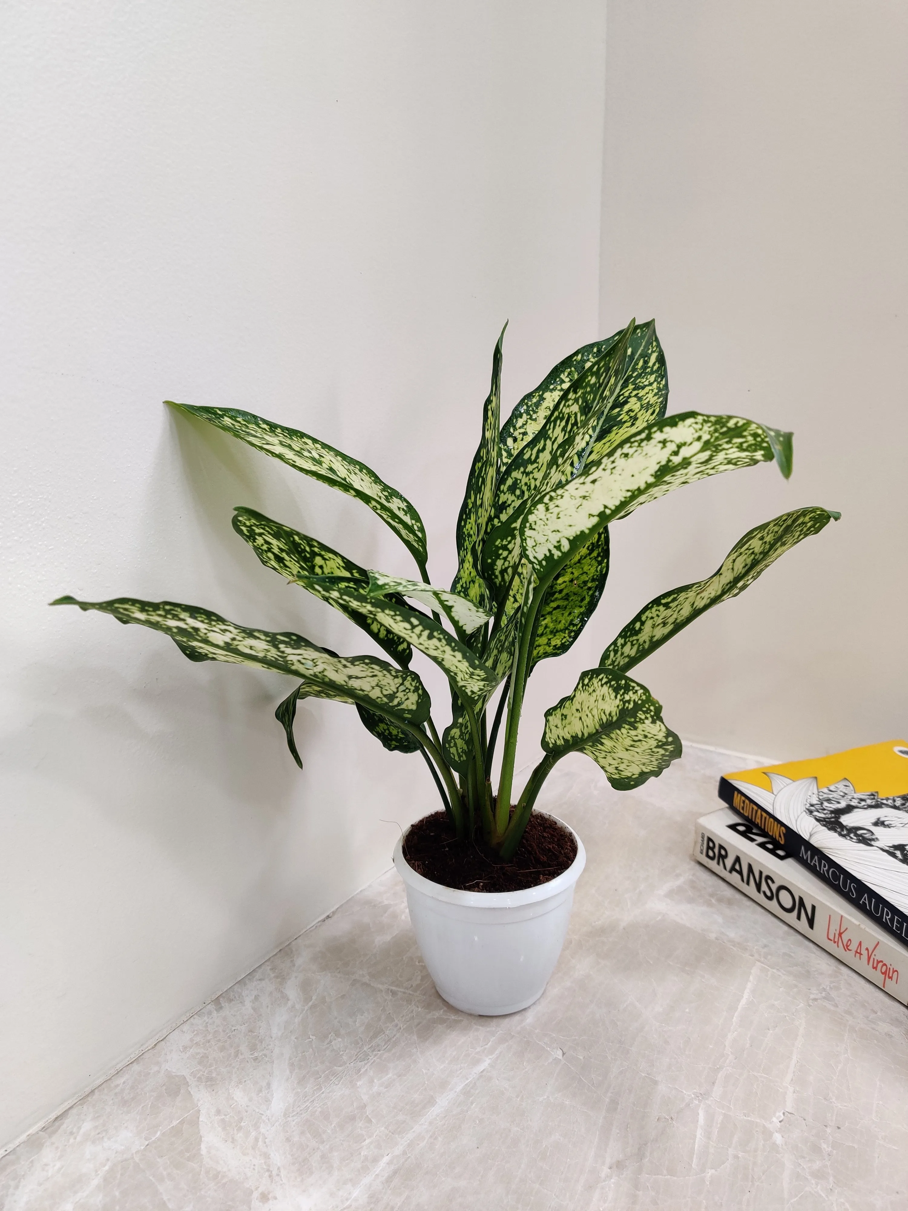 Aglaonema Snow White Small  Plant