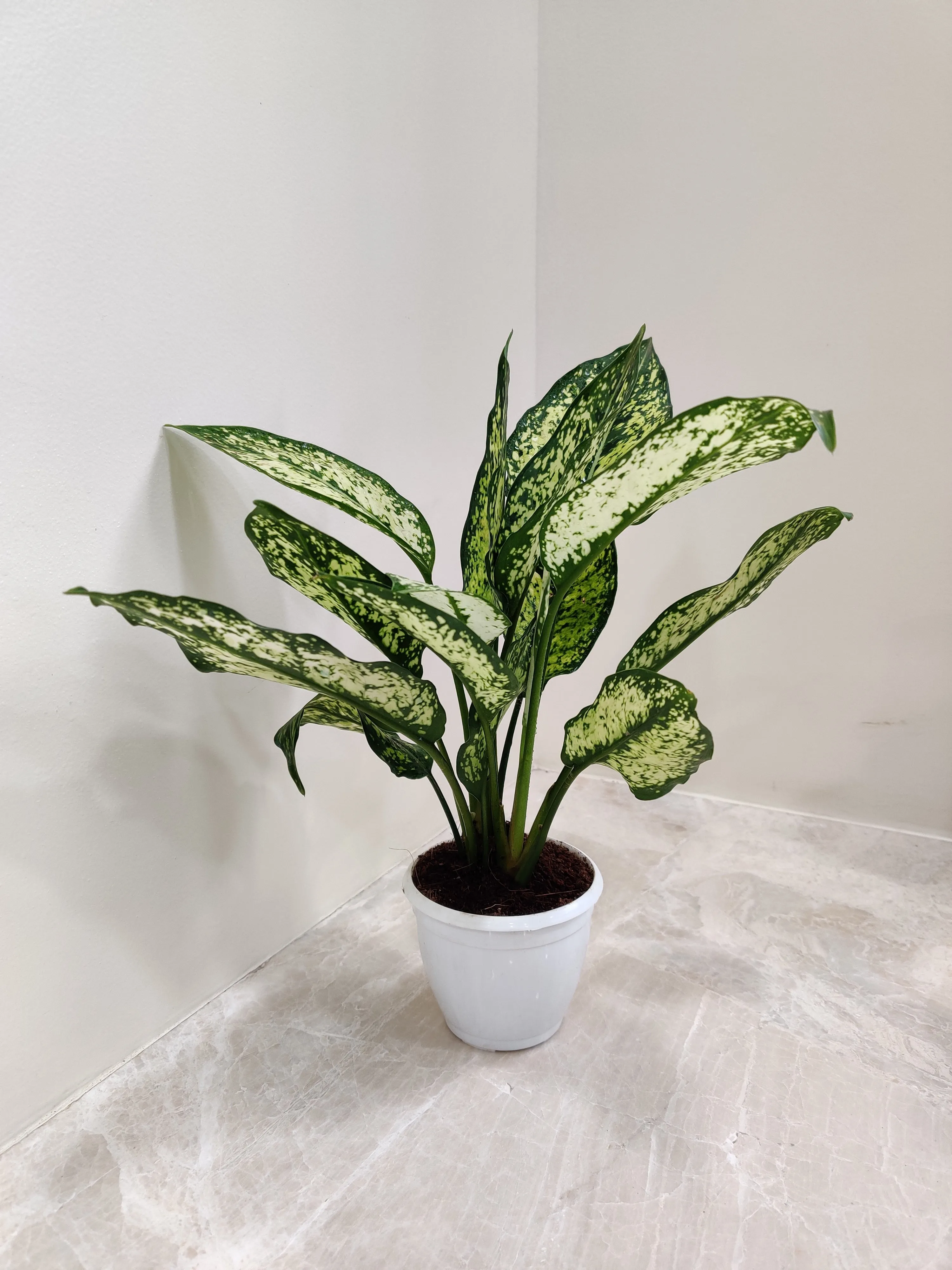 Aglaonema Snow White Small  Plant