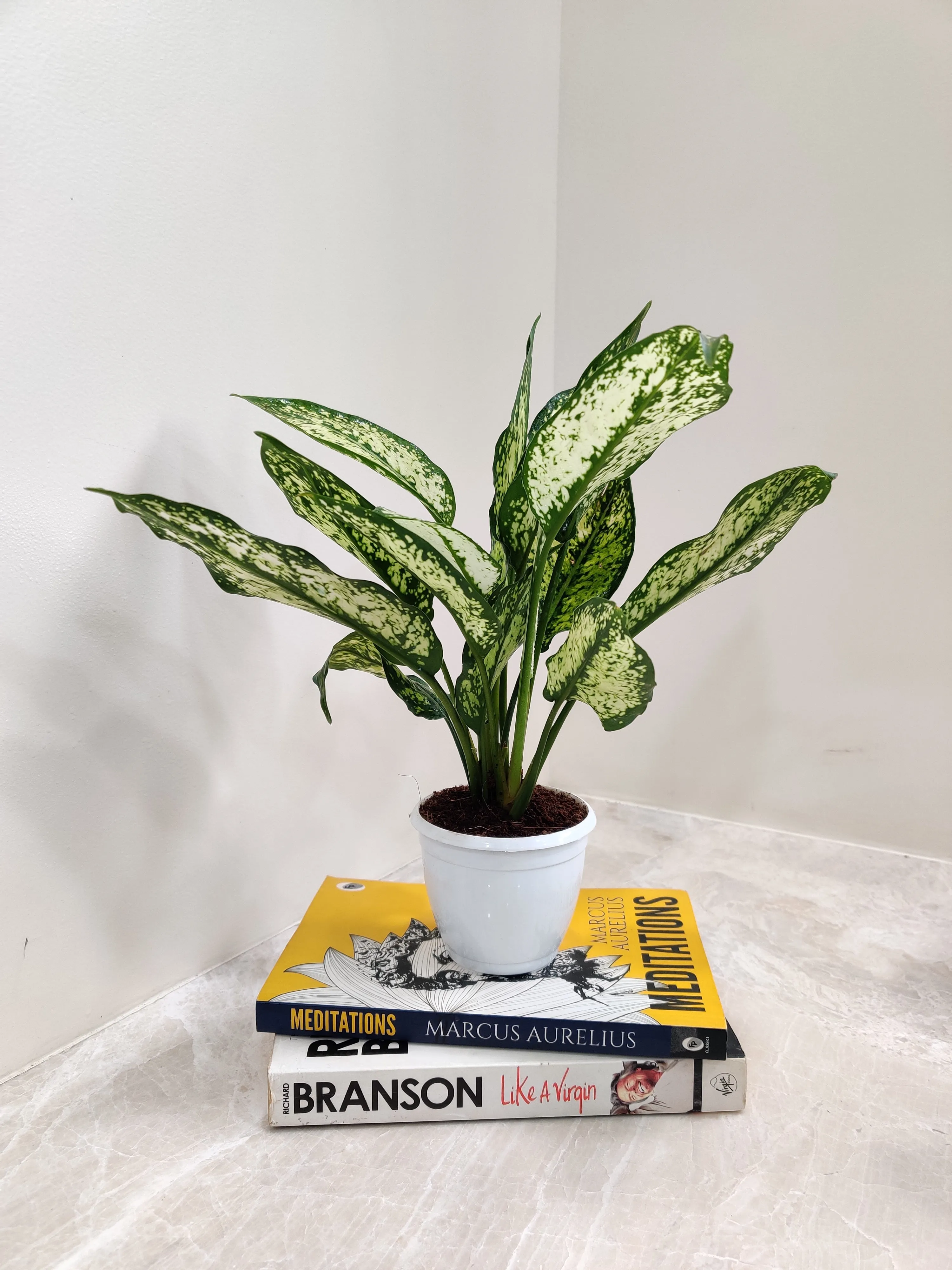 Aglaonema Snow White Small  Plant