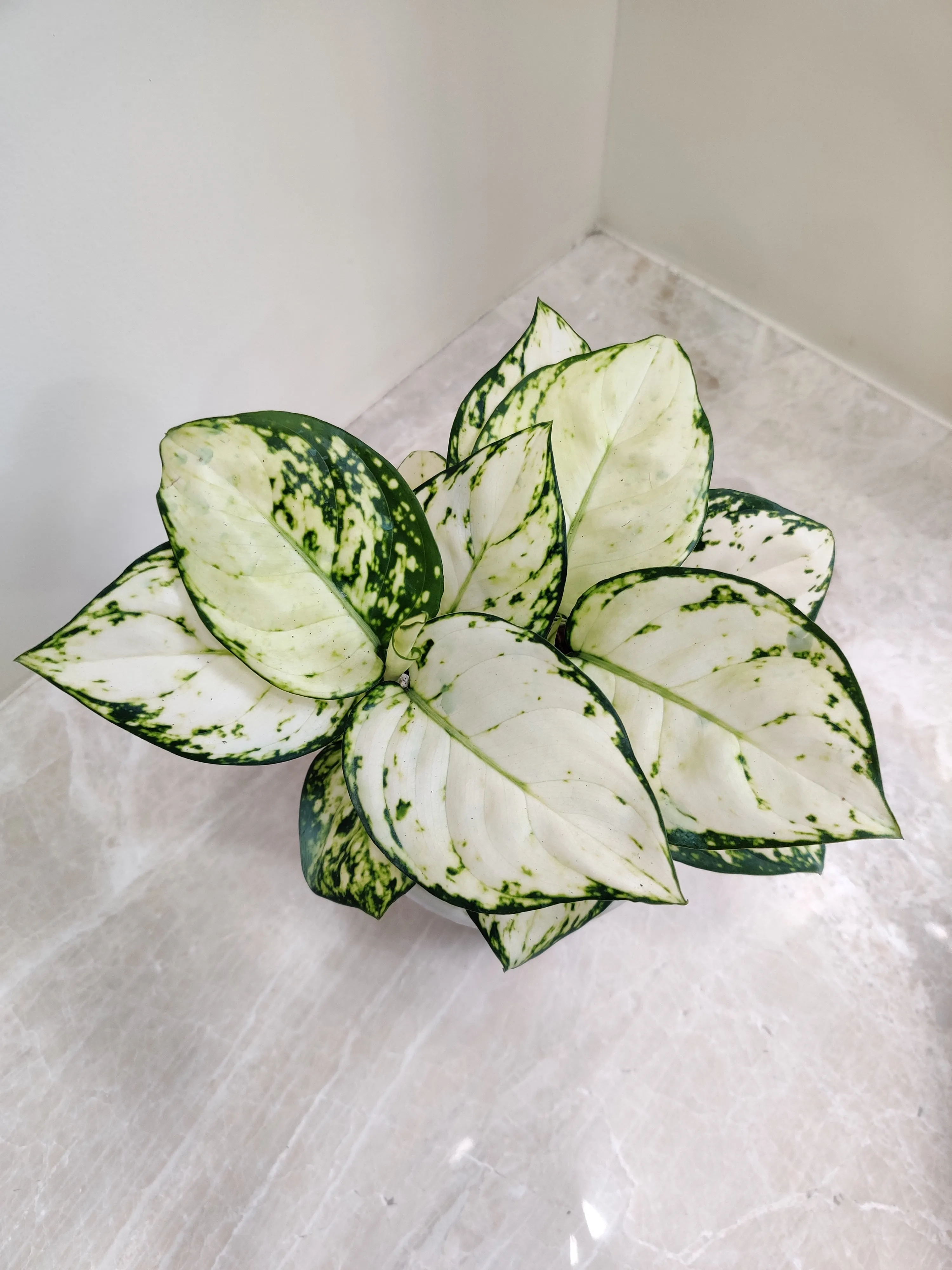 Aglaonema Super White Big Plant
