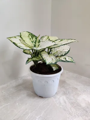 Aglaonema Super White Big Plant