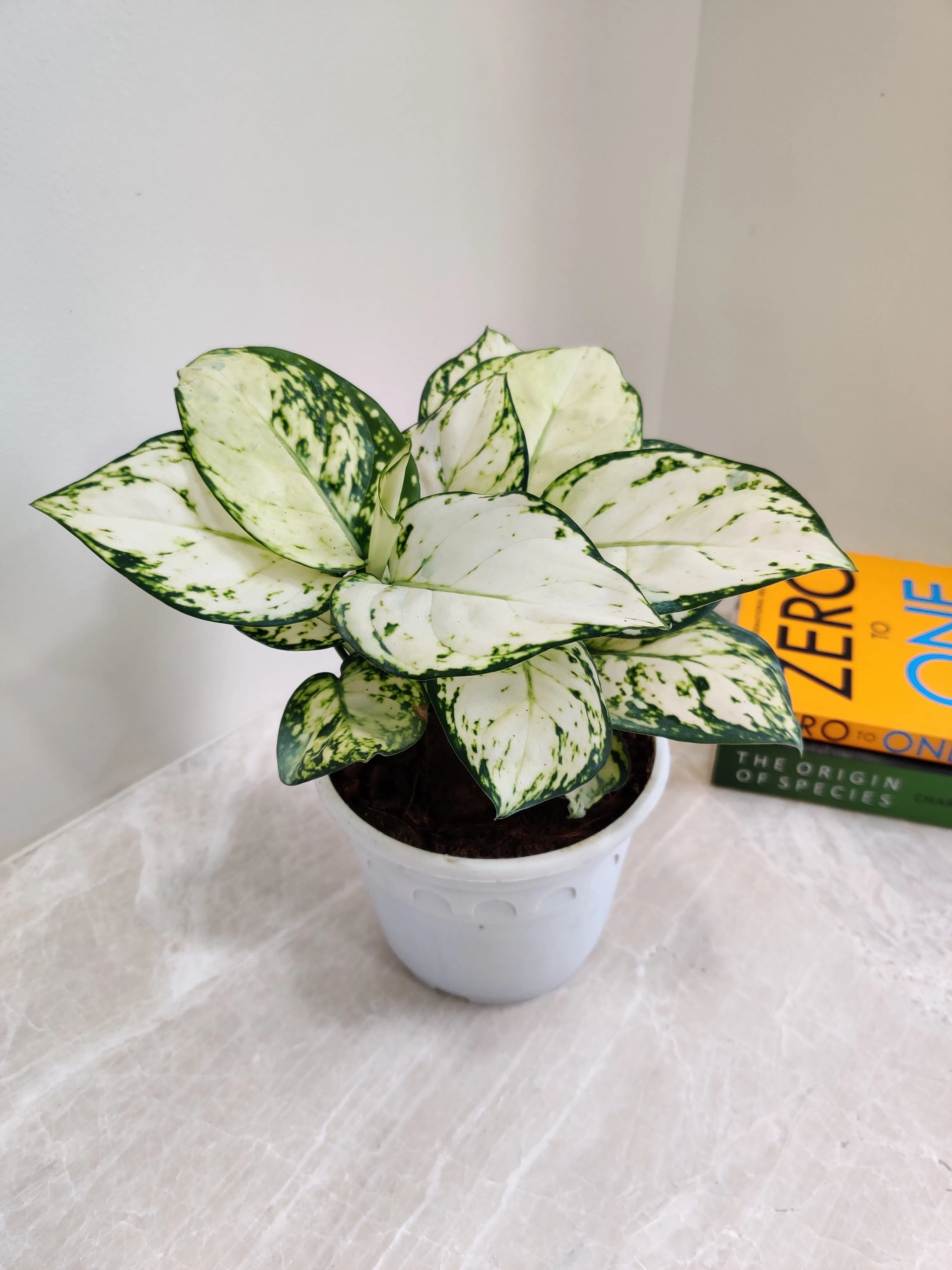 Aglaonema Super White Big Plant