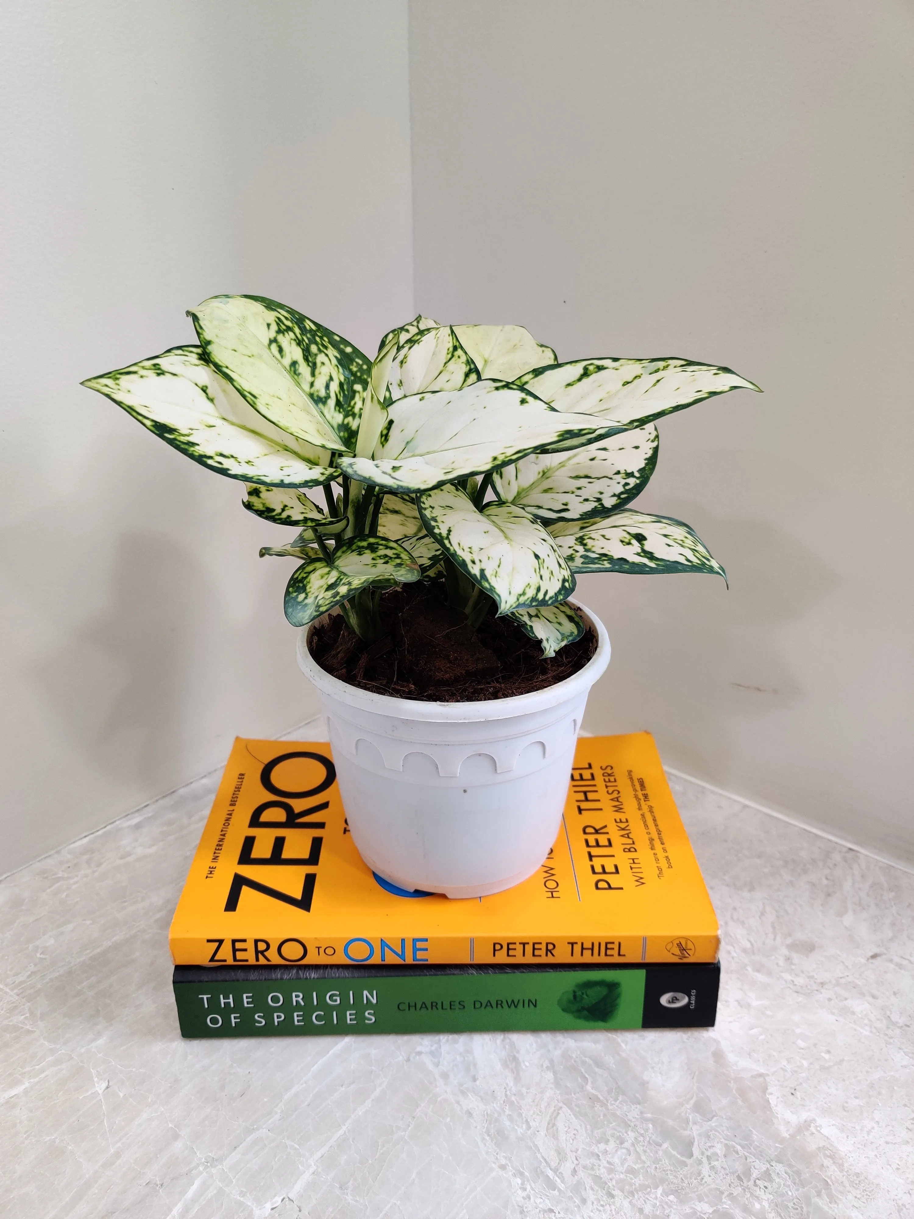 Aglaonema Super White Big Plant