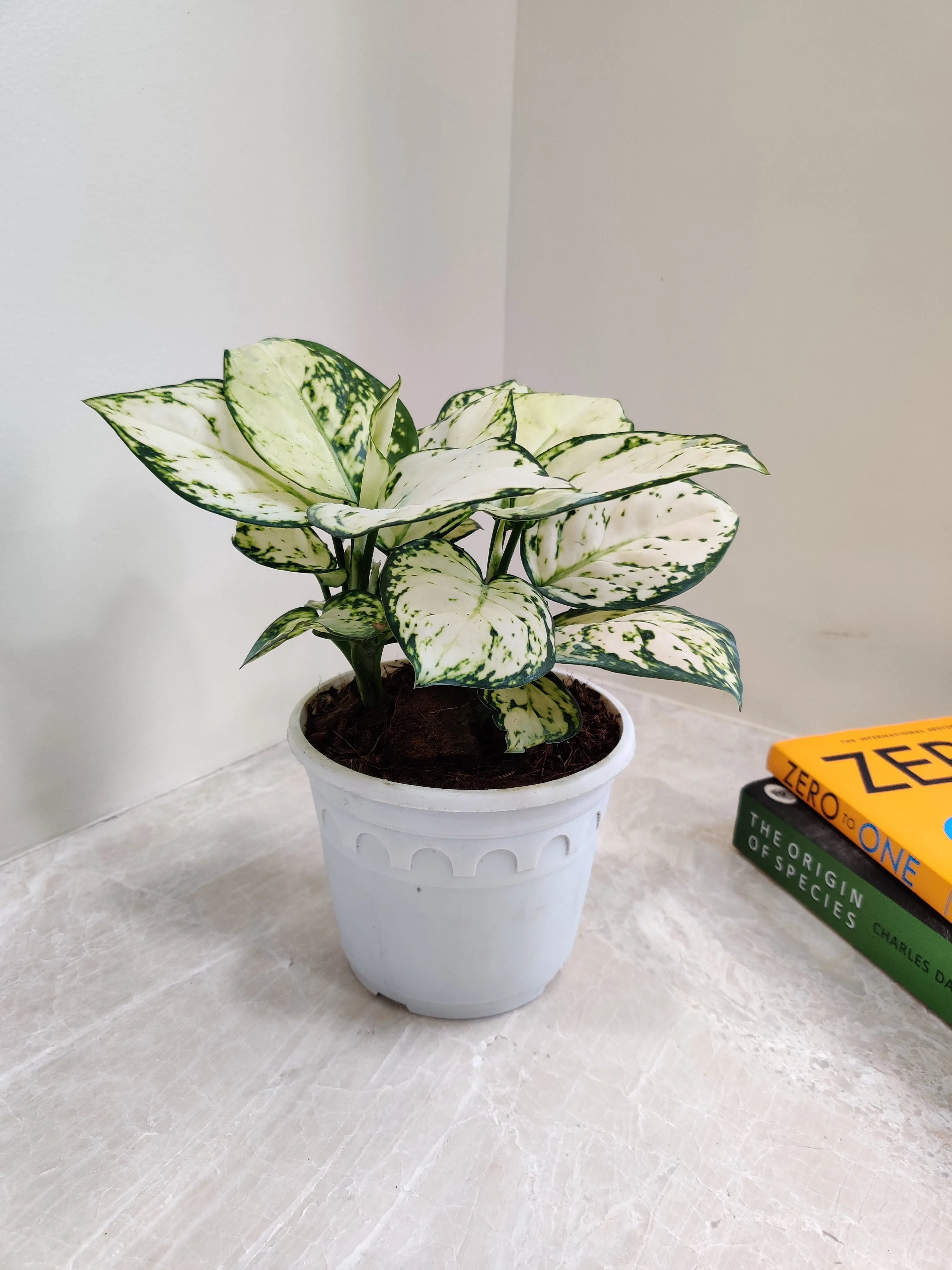 Aglaonema Super White Big Plant