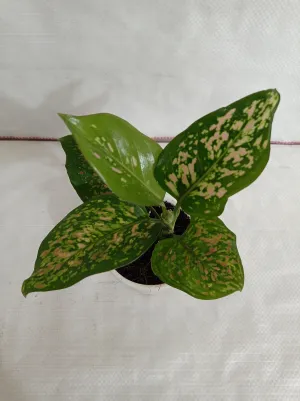 Aglaonema Valentine Improved Plant