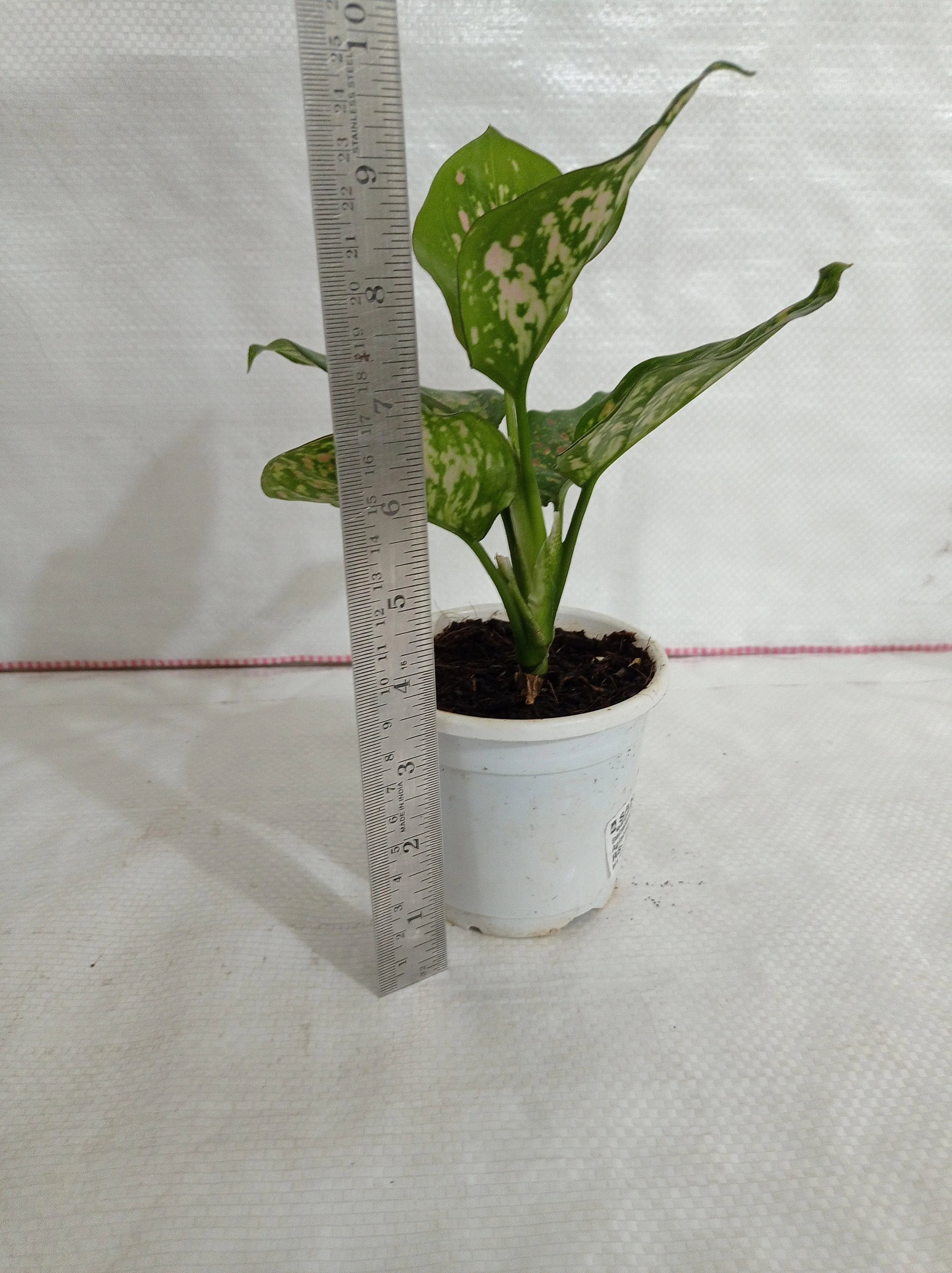 Aglaonema Valentine Improved Plant