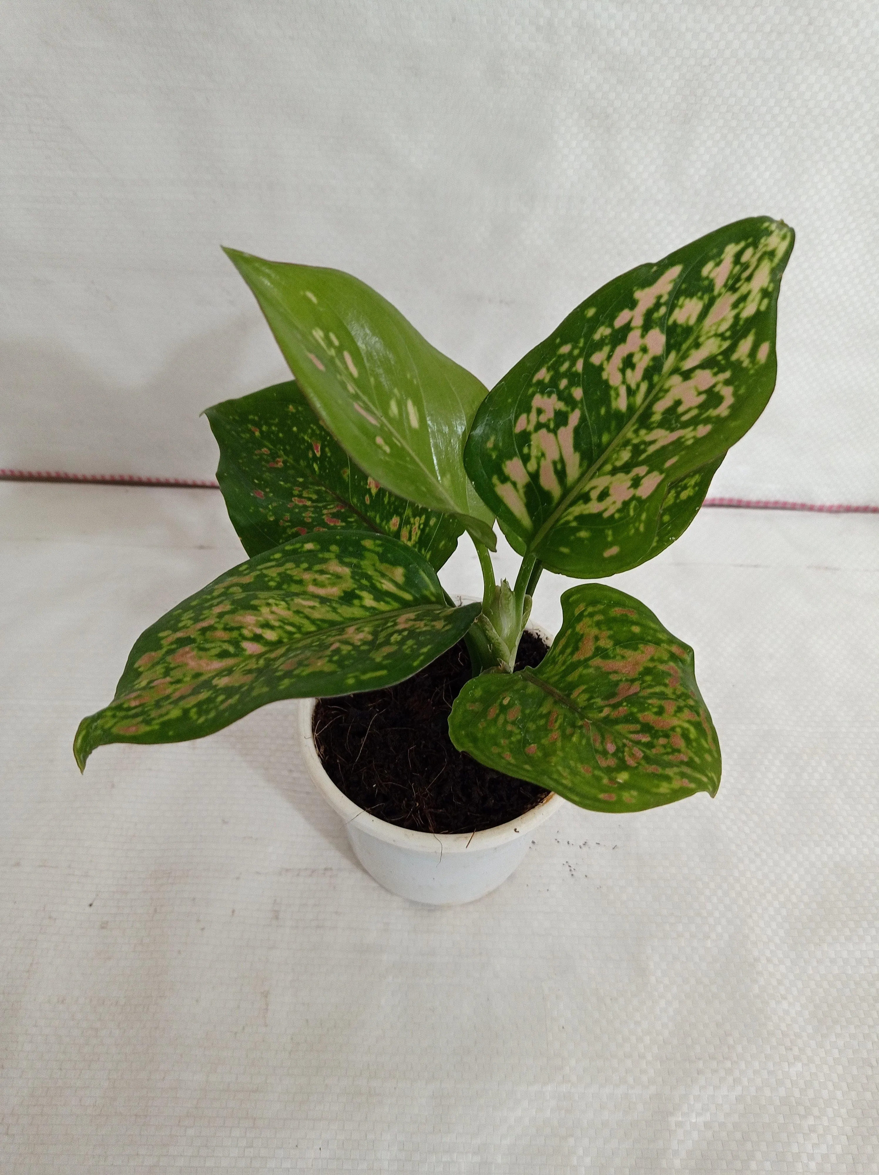 Aglaonema Valentine Improved Plant