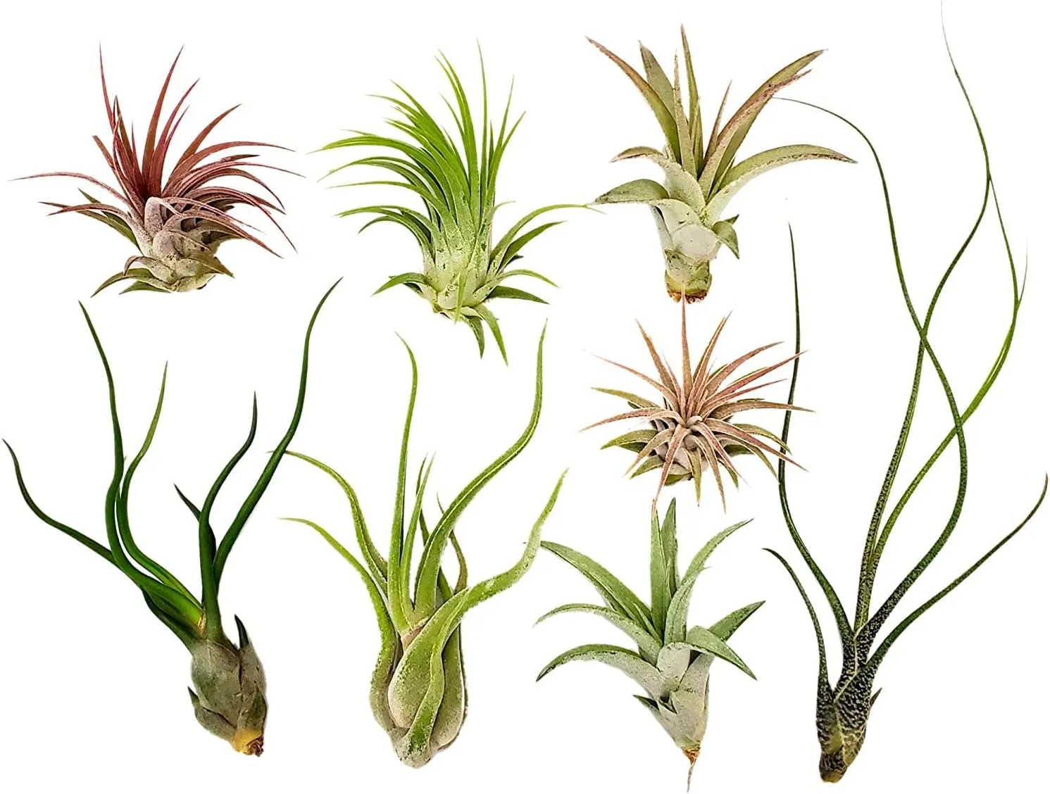 Air plant