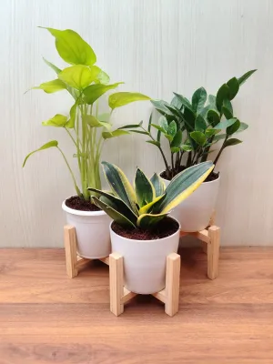Air Purifying Indoor Plant Combo - Snake Plant, ZZ Plant, Alocasia Cuculata