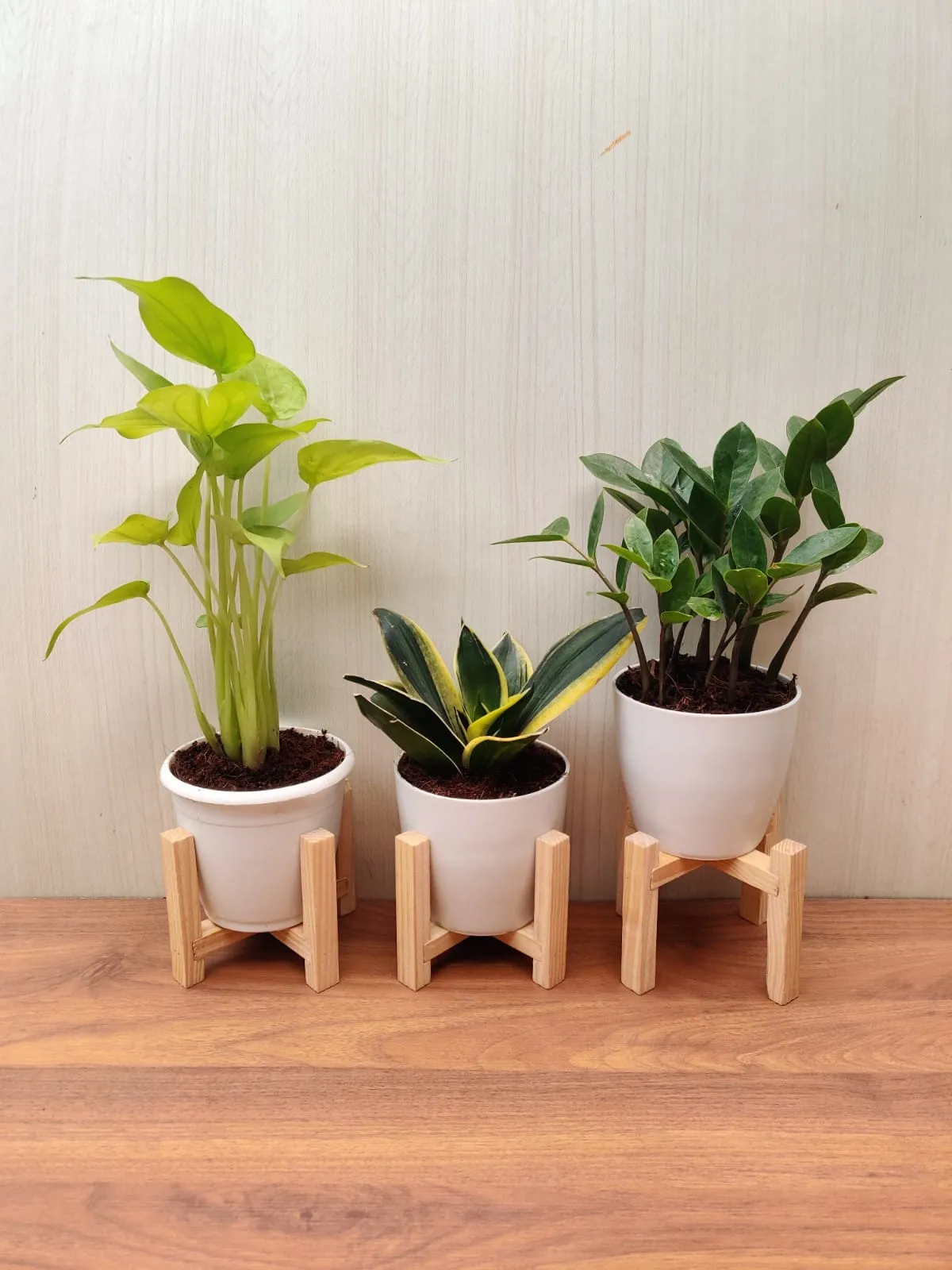 Air Purifying Indoor Plant Combo - Snake Plant, ZZ Plant, Alocasia Cuculata