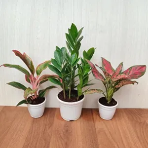 Air Purifying Indoor Plants Combo - ZZ Plant, Red Aglaonema | Plastic Pot Included