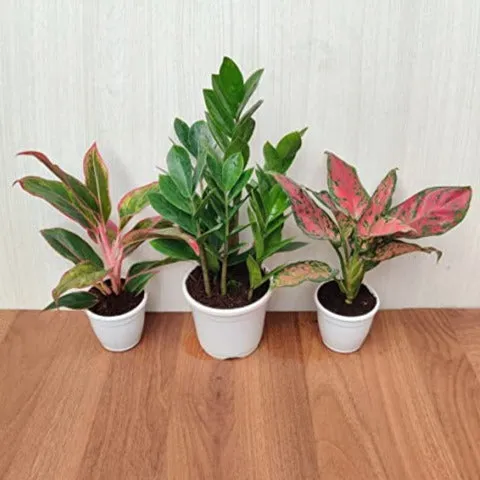 Air Purifying Indoor Plants Combo - ZZ Plant, Red Aglaonema | Plastic Pot Included