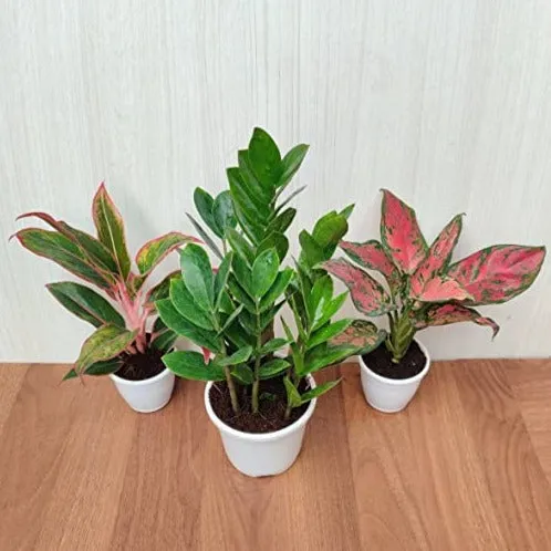 Air Purifying Indoor Plants Combo - ZZ Plant, Red Aglaonema | Plastic Pot Included