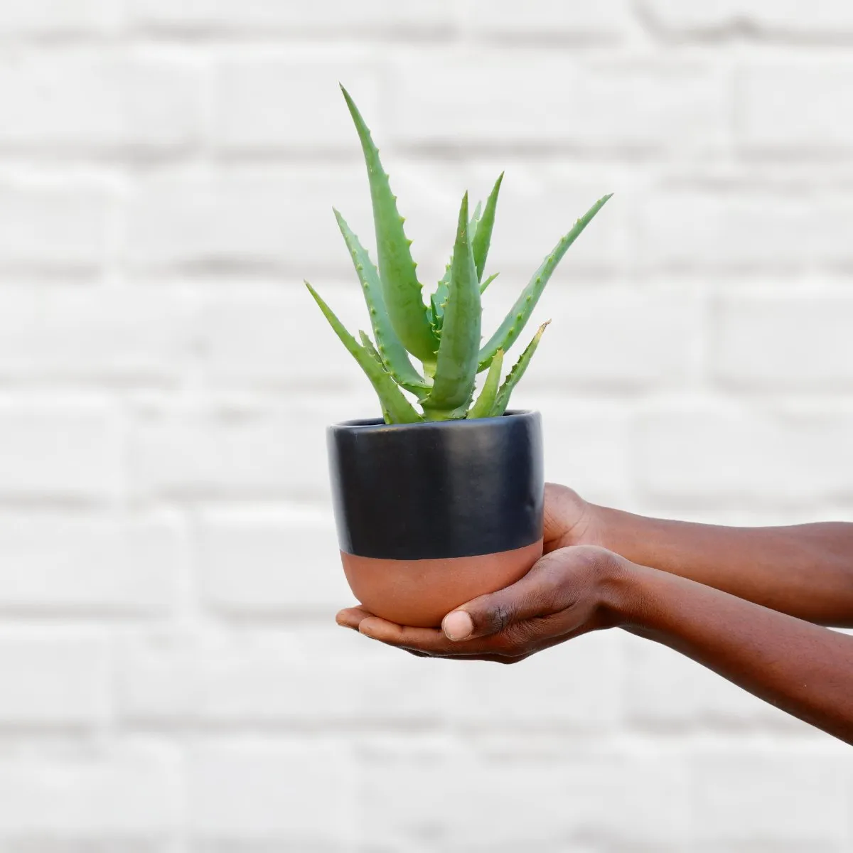 Aloe - Gold Mine