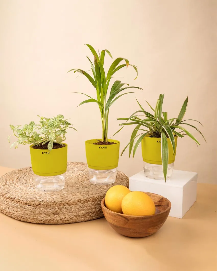 Areca Palm Spider Fittonia Plants With Pots | Pack of 3 | 4 x 10 inches
