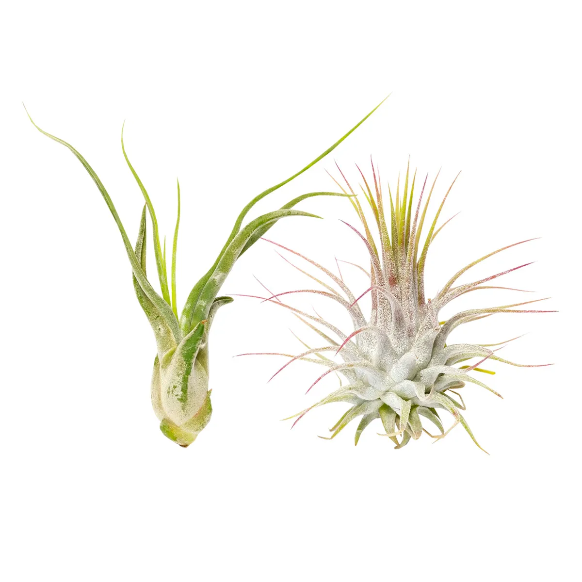 Assorted Collection of Live Air Plants Randomly Picked