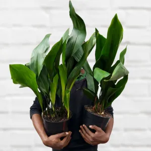 Cast Iron Plant