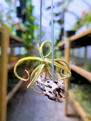 Duratii Air Plant on Cholla Wood Hanger *Fragrant*