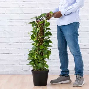 Golden Pothos - Mosspole