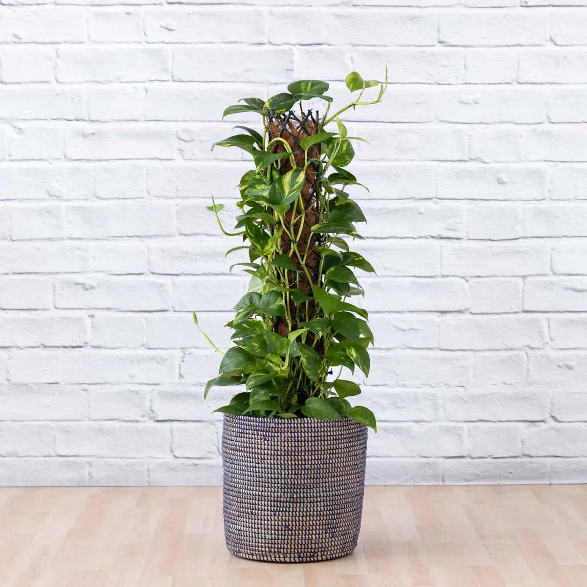Golden Pothos - Mosspole
