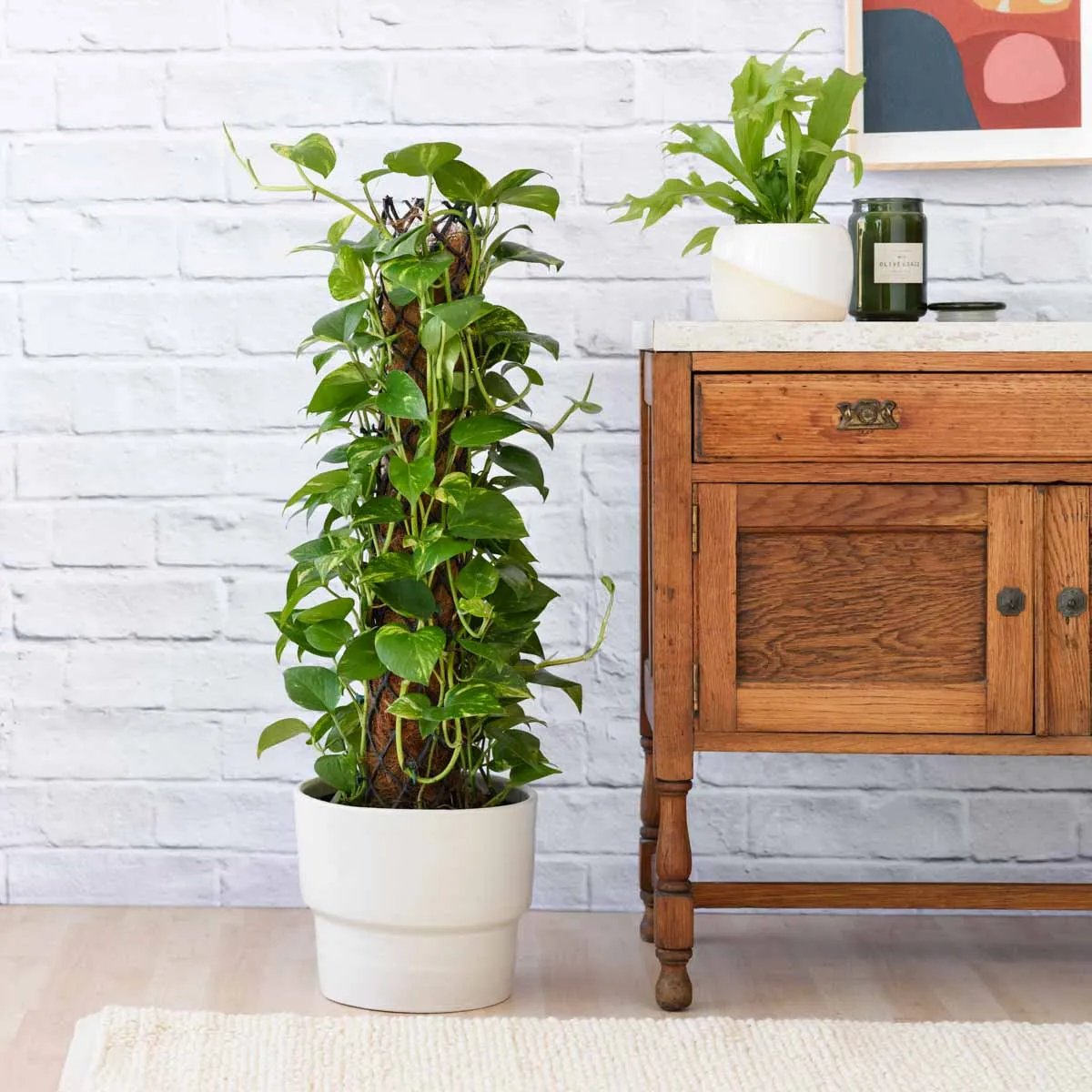 Golden Pothos - Mosspole