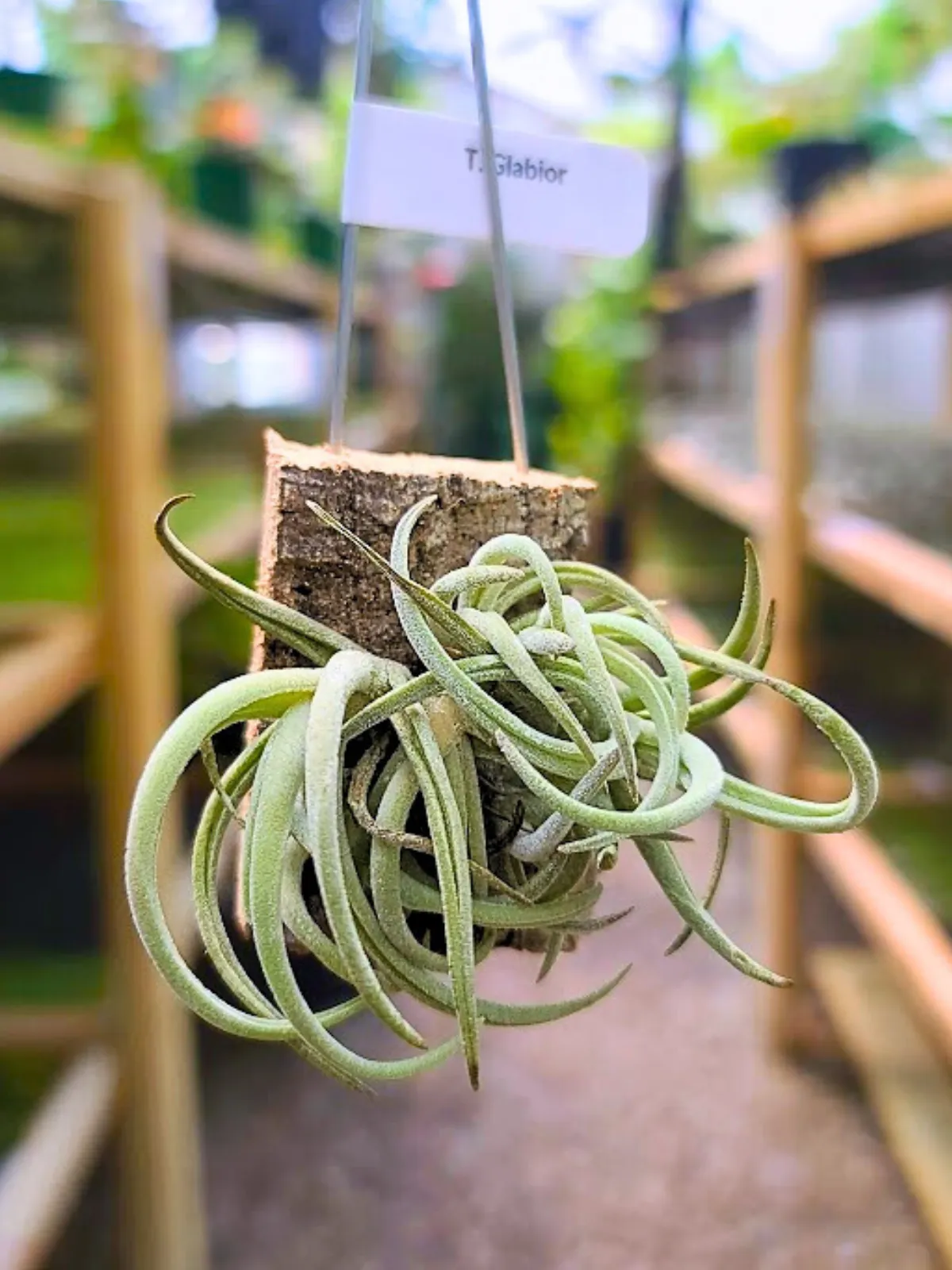 Hanging Glabior Air Plant Clump on Cork Bark Hanger