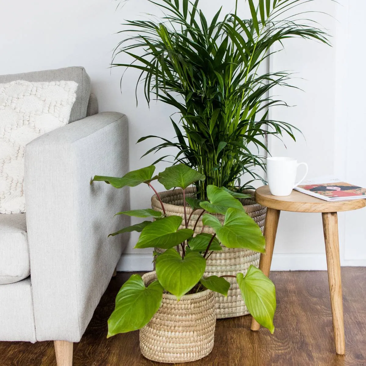 Parlor Palm - Large