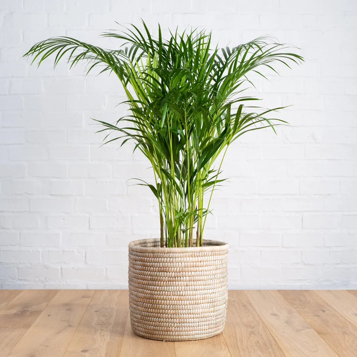 Parlor Palm - Large