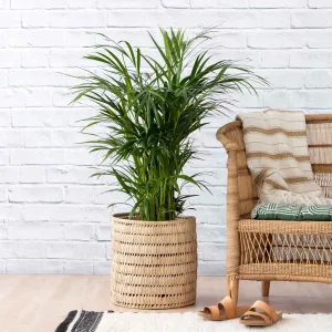 Parlor Palm - Large