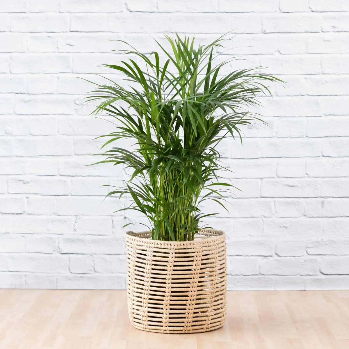 Parlor Palm - Large