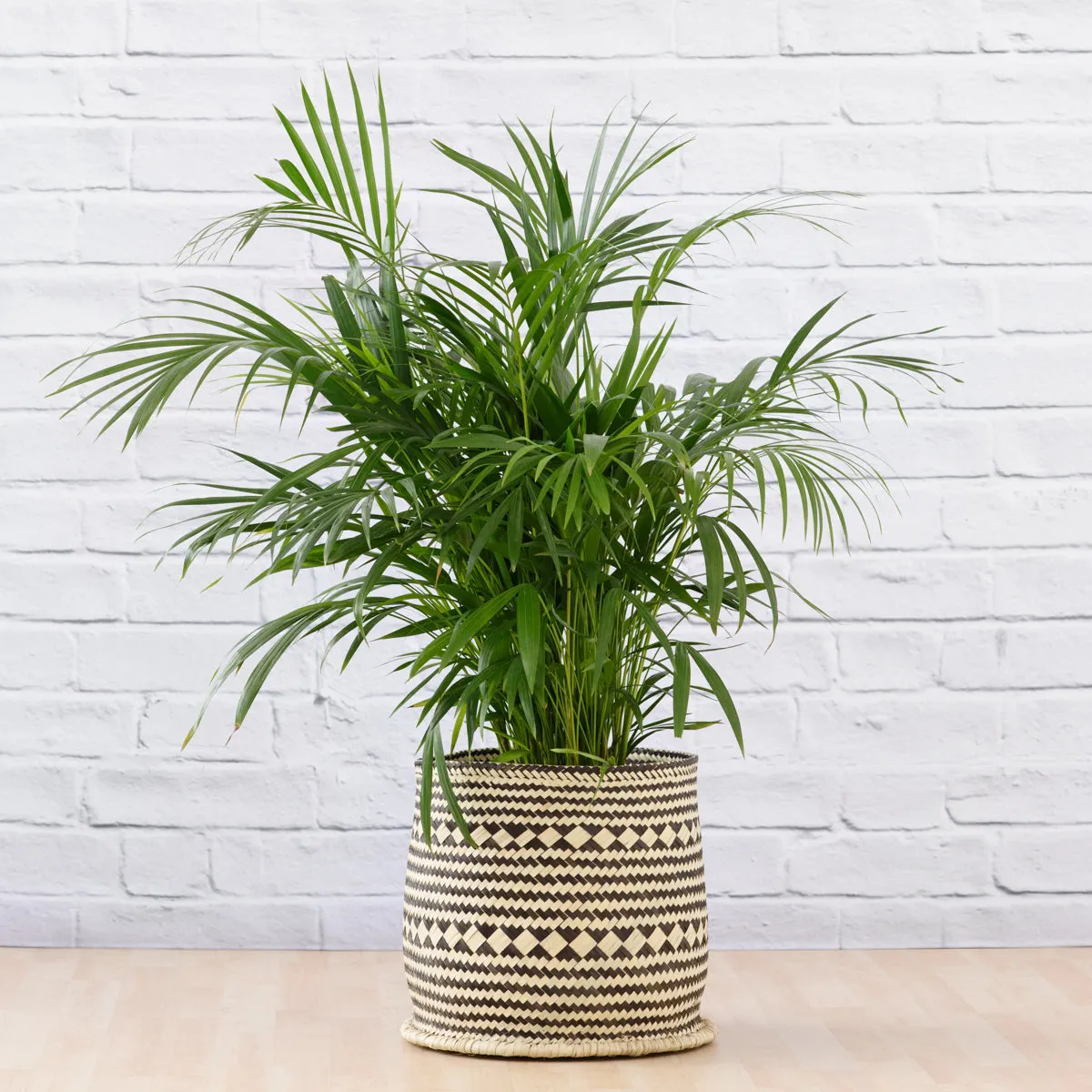 Parlor Palm - Large