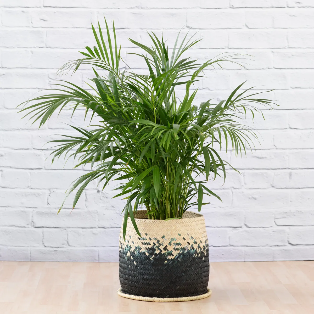 Parlor Palm - Large