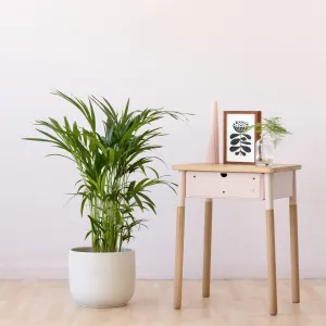 Parlor Palm - Medium