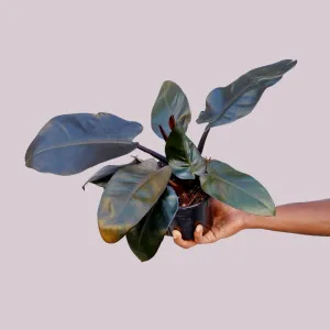 Philodendron Black Cardinal