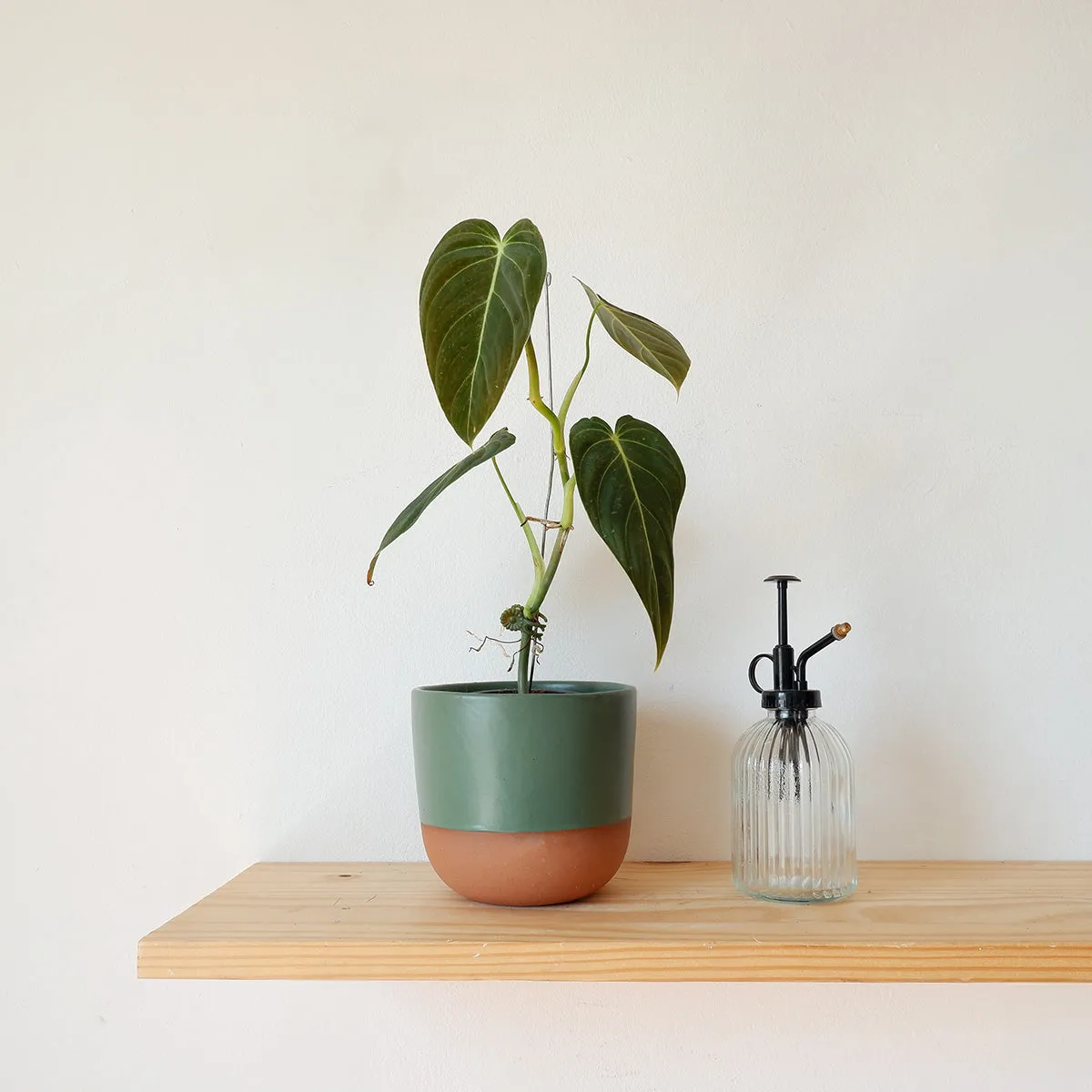 Philodendron Melanochrysum