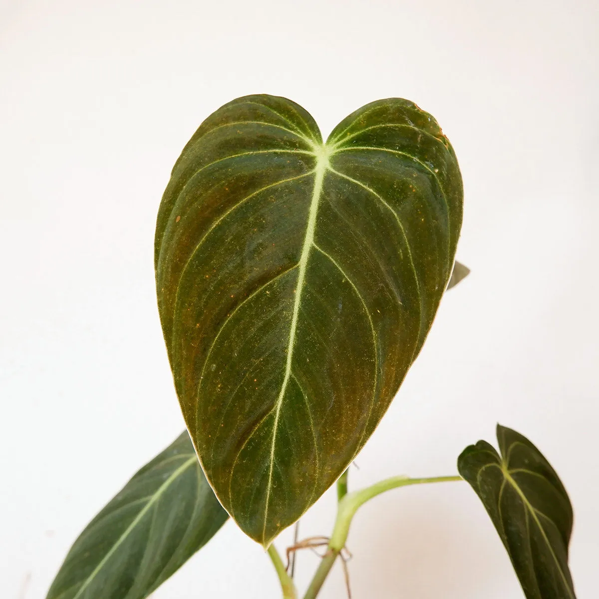 Philodendron Melanochrysum