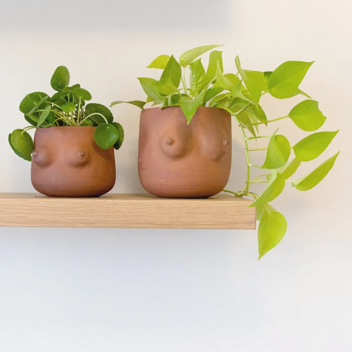 Pothos - Neon