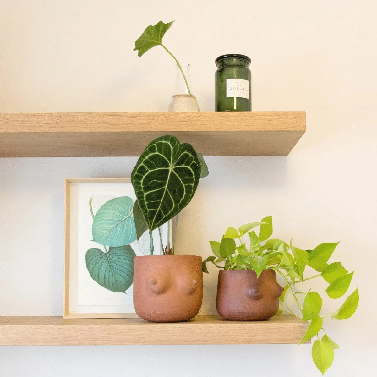 Pothos - Neon