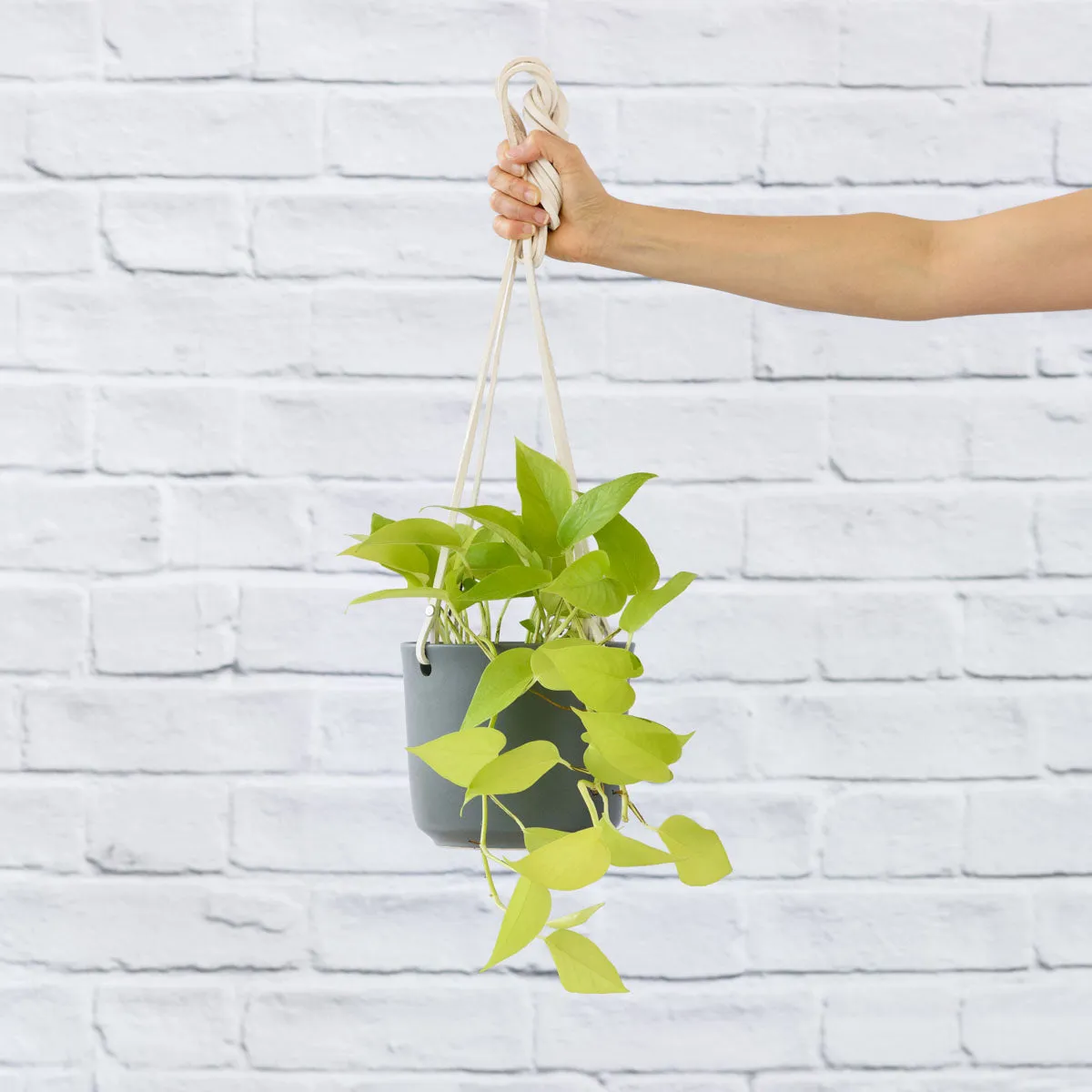 Pothos - Neon