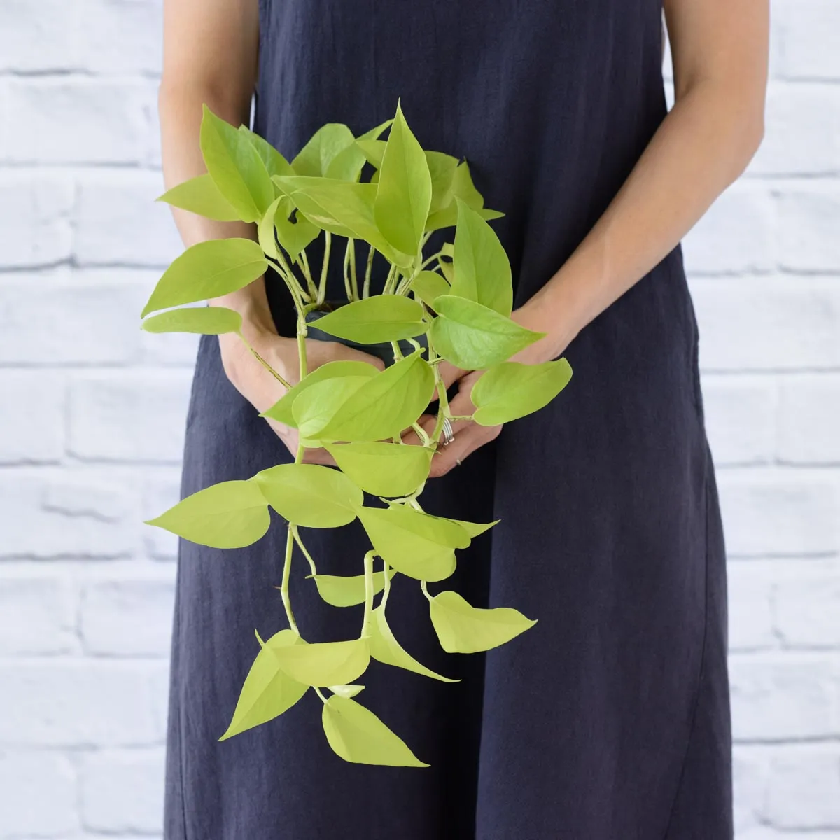 Pothos - Neon