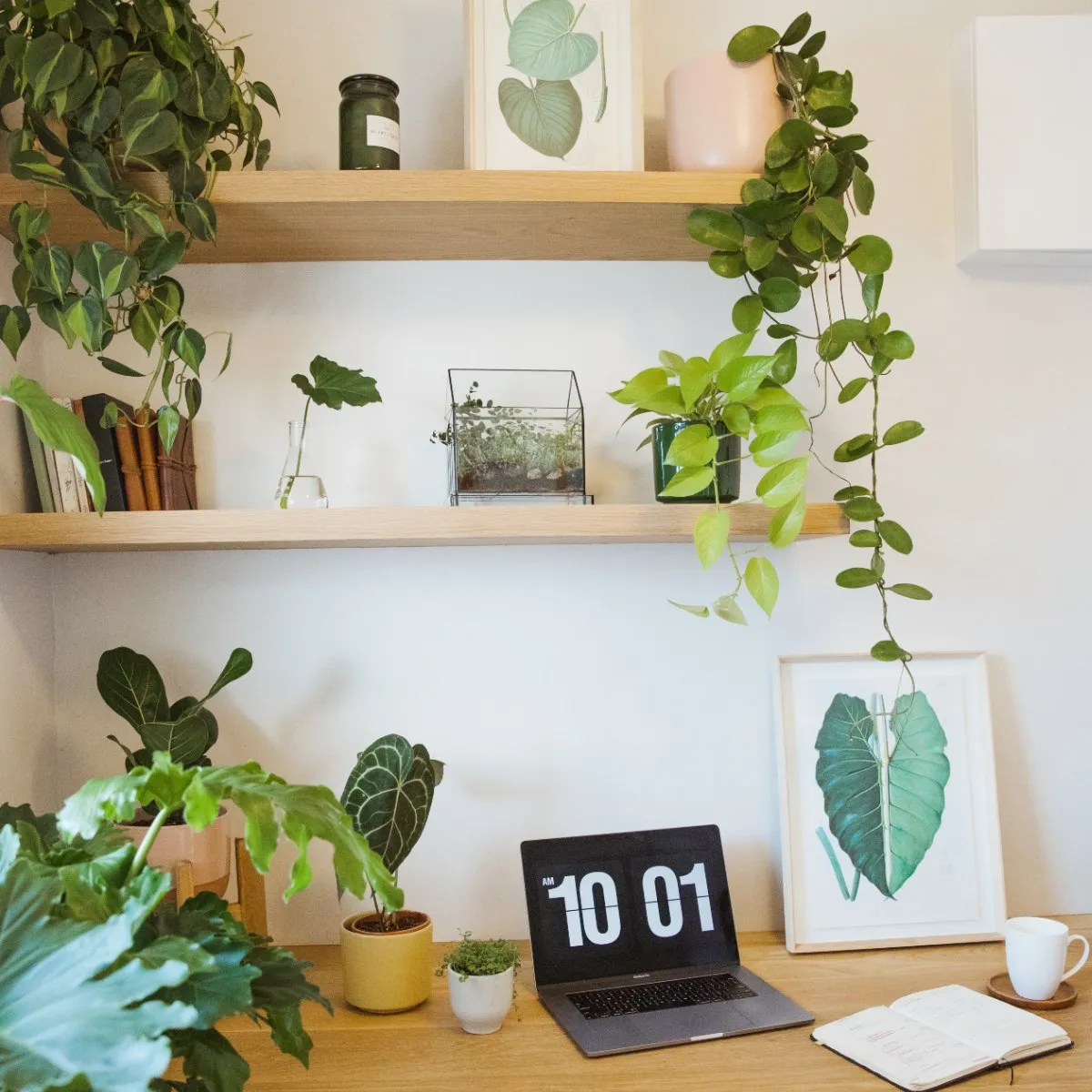 Pothos - Neon