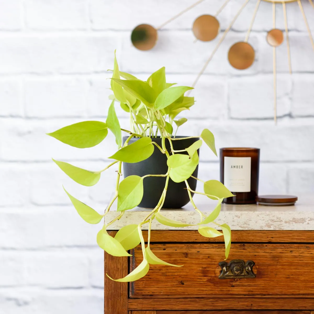Pothos - Neon