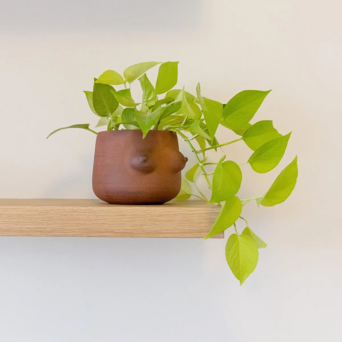Pothos - Neon