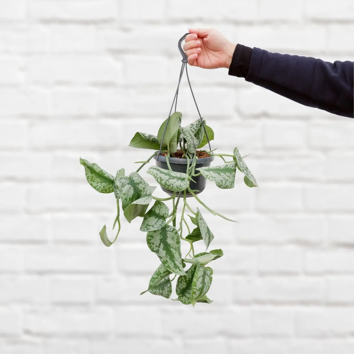 Pothos - Trebie