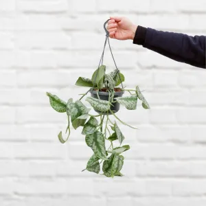 Pothos - Trebie