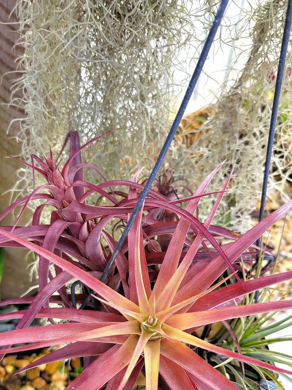 Rare Tillandsia Love Knot Air Plant on Cholla Wood Hanger
