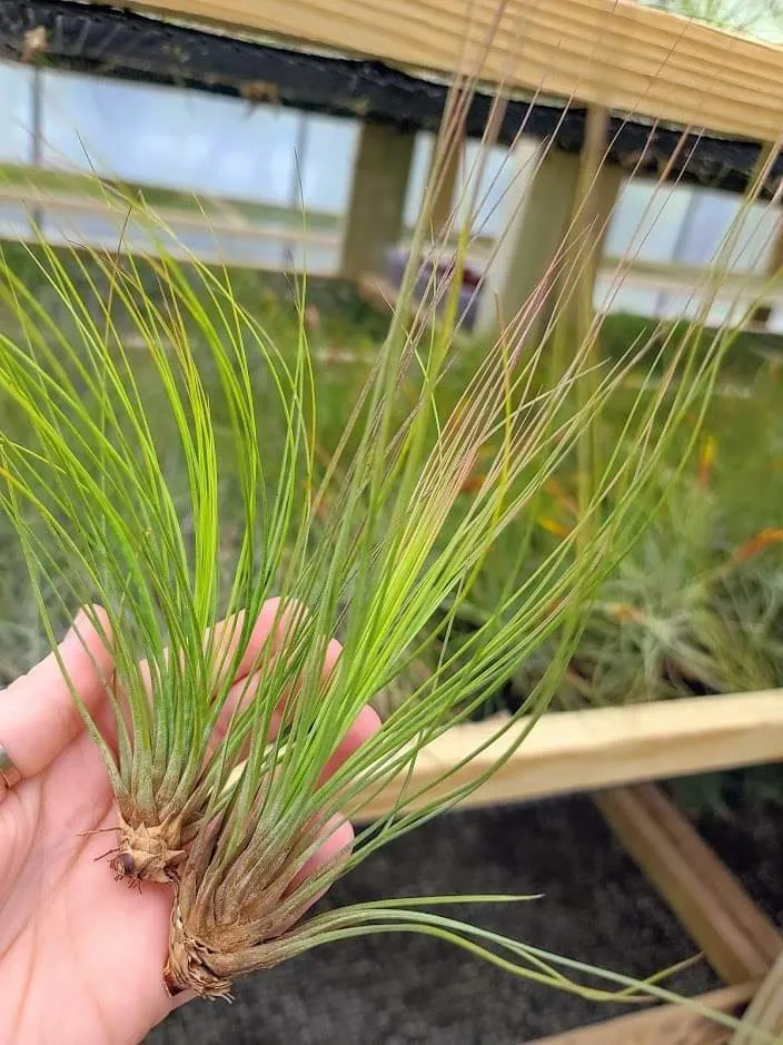 Sellers Choice - Juncifolia 7-8"