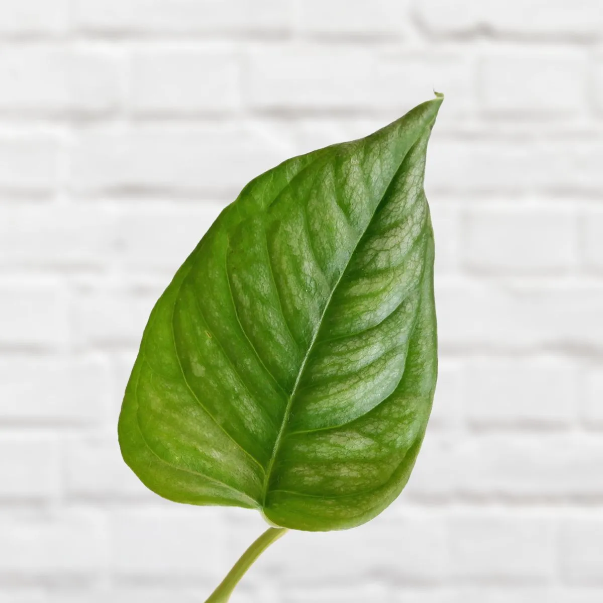 Silver Monstera